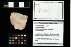 Foto (Objekt + Etikett) von Goniodromites sp.  (NHMW-GEO-2014-0194-0256)